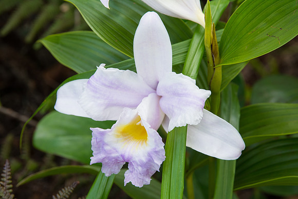 Orchid, Poas Volcano