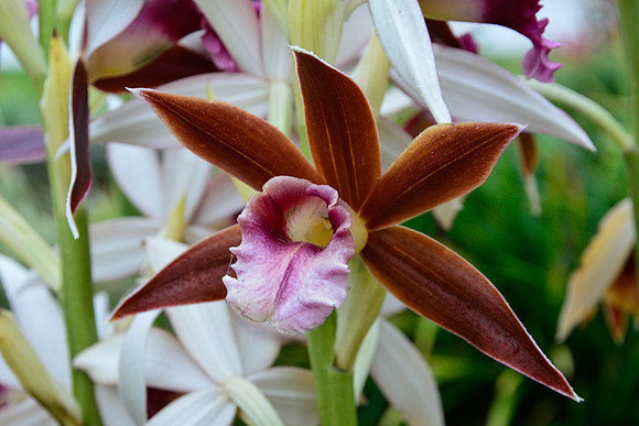 Orchid, Iglesia de San José de Orosi