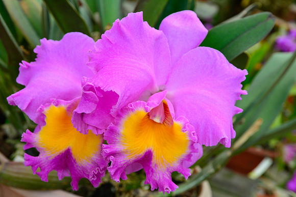 Orchid, Lankester Gardens