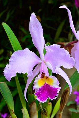 Orchid, Lankester Gardens