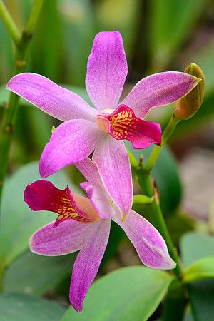 Orchid, Lankester Gardens