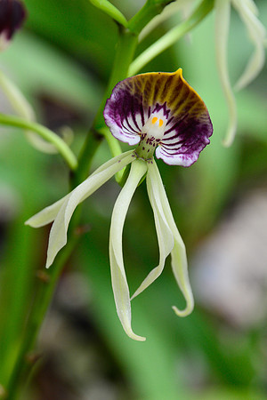 Orchid, Lankester Gardens