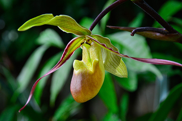 Long-leaf phragmipedium, Monteverde Orchid Garden