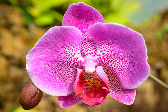 Orchid, Monteverde Orchid Garden