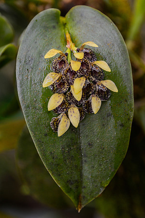 One of Costa Rica's hundreds of miniature orchid species, Monteverde Orchid Garden