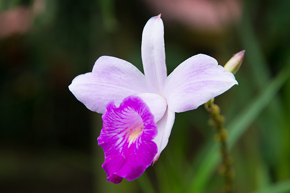 Bamboo orchid, La Fortuna