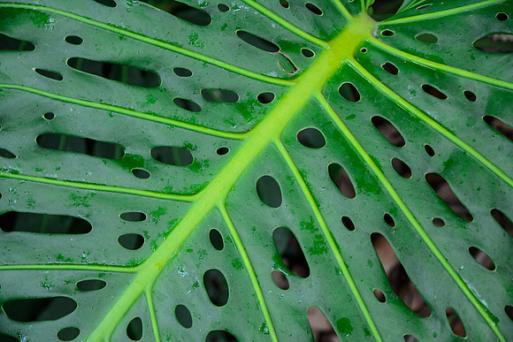 Philodendron leaf, Lankester Gardens