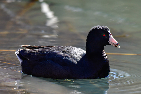 American coot