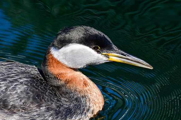 Red-necked grebe