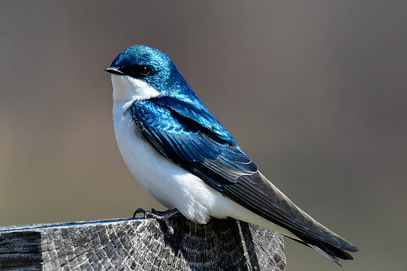 Tree swallow