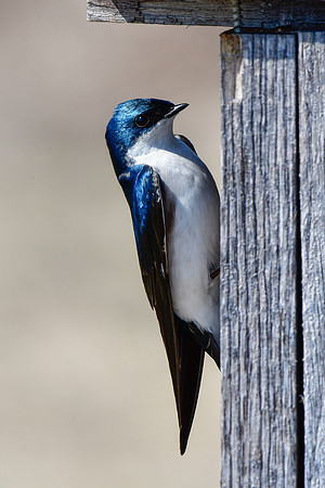 Tree swallow