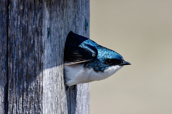 Tree swallow