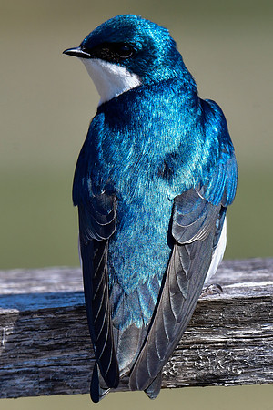 Tree swallow
