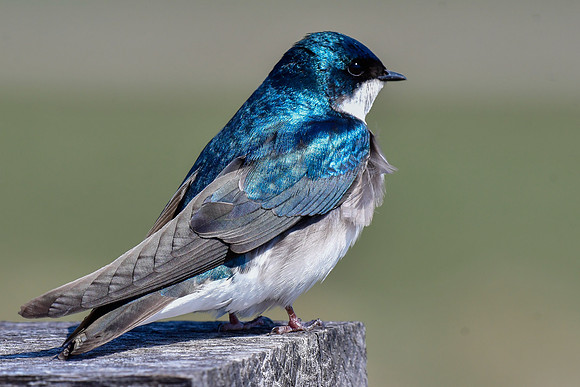 Tree swallow