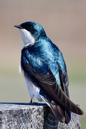 Tree swallow