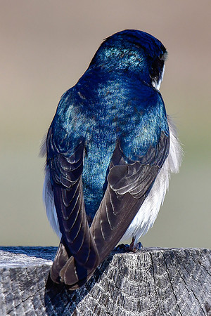 Tree swallow