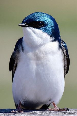 Tree swallow