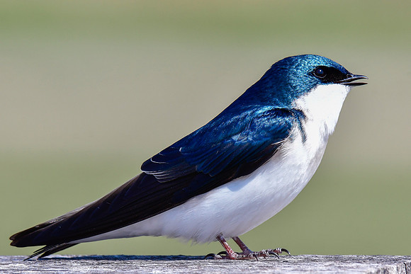 Tree swallow