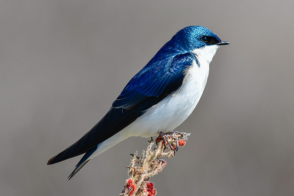 Tree swallow