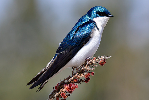 Tree swallow