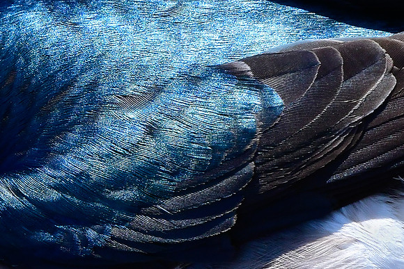 Tree swallow feather pattern