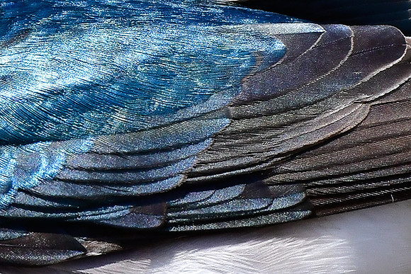Tree swallow feather pattern