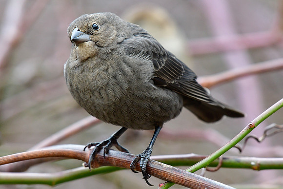 Brown-headed cowbird (female)