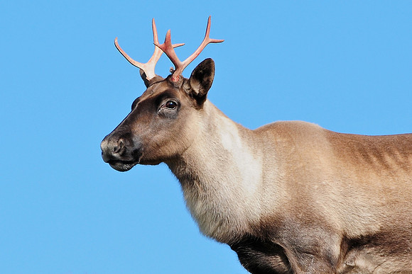 Woodland caribou, Mont Dos de Baleine, Parc de la Gaspésie