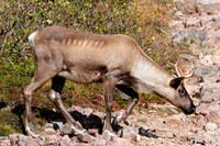 Woodland caribou, Mont Dos de Baleine, Parc de la Gaspésie