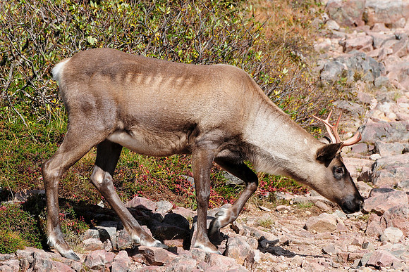 Woodland caribou, Mont Dos de Baleine, Parc de la Gaspésie