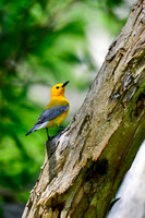 Prothonotary warbler