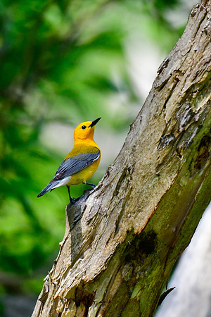 Prothonotary warbler