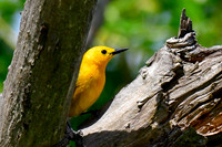Prothonotary warbler