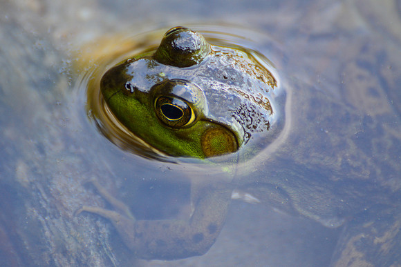 Frog