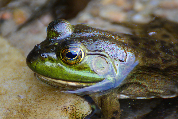 Frog
