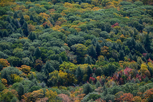 The forest between Killarney Lake and O.S.A. Lake