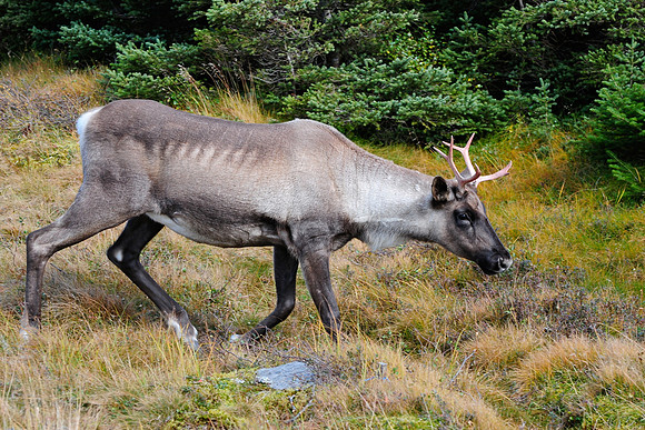 Woodland caribou, Mont Dos de Baleine, Parc de la Gaspésie