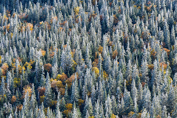Looking down on the forest from Pic de l'Aube, Parc de la Gaspésie