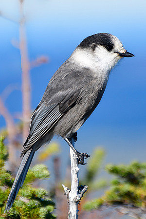 Grey jay, Parc de la Gaspésie