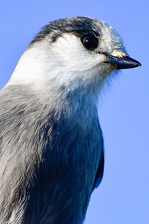 Grey jay, Parc de la Gaspésie
