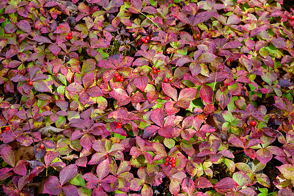 Bunchberry, Parc de la Gaspésie