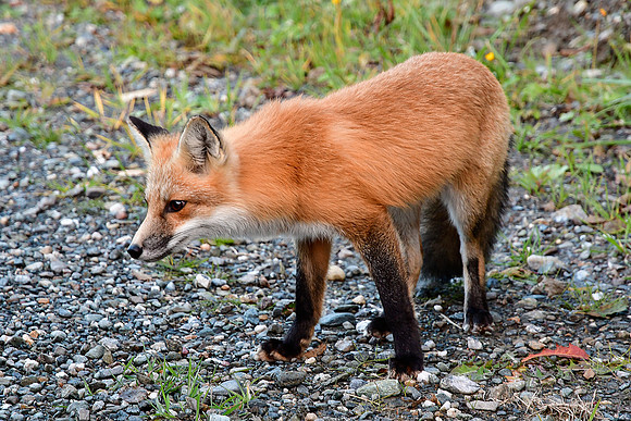 Red fox, Parc de la Gaspésie