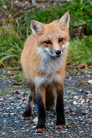 Red fox, Parc de la Gaspésie