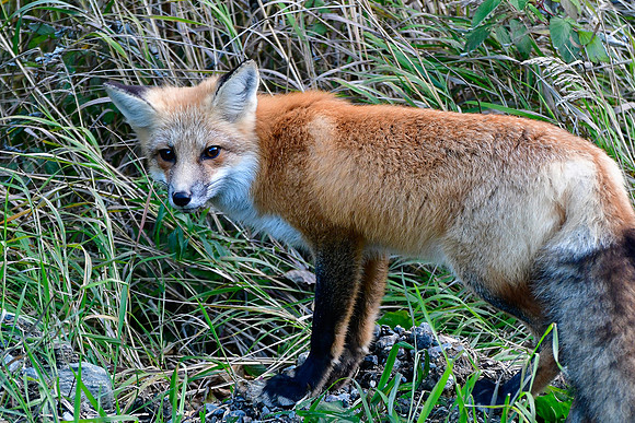 Red fox, Parc de la Gaspésie
