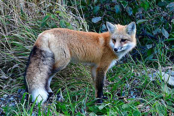 Red fox, Parc de la Gaspésie