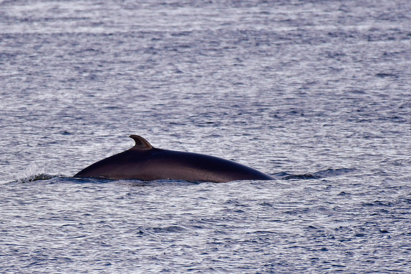 Minke whale, Tadoussac Harbour