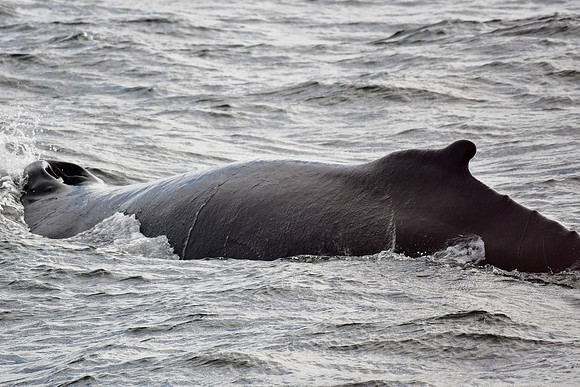Humpback whale, Saint Lawrence River near Tadoussac