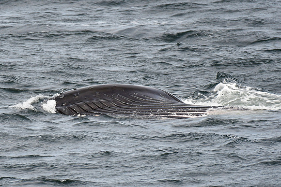 Humpback whale, Saint Lawrence River near Tadoussac