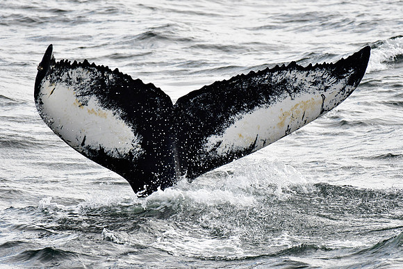 Humpback whale, Saint Lawrence River near Tadoussac