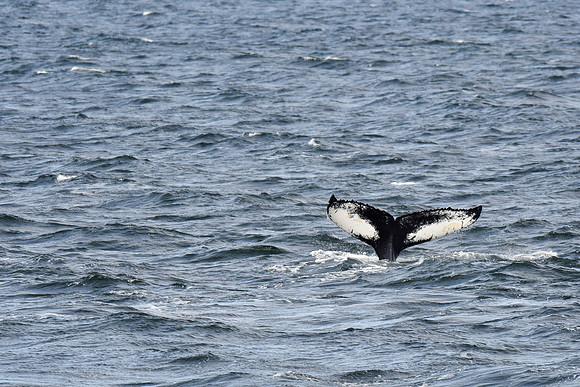 Humpback whale, Saint Lawrence River near Tadoussac